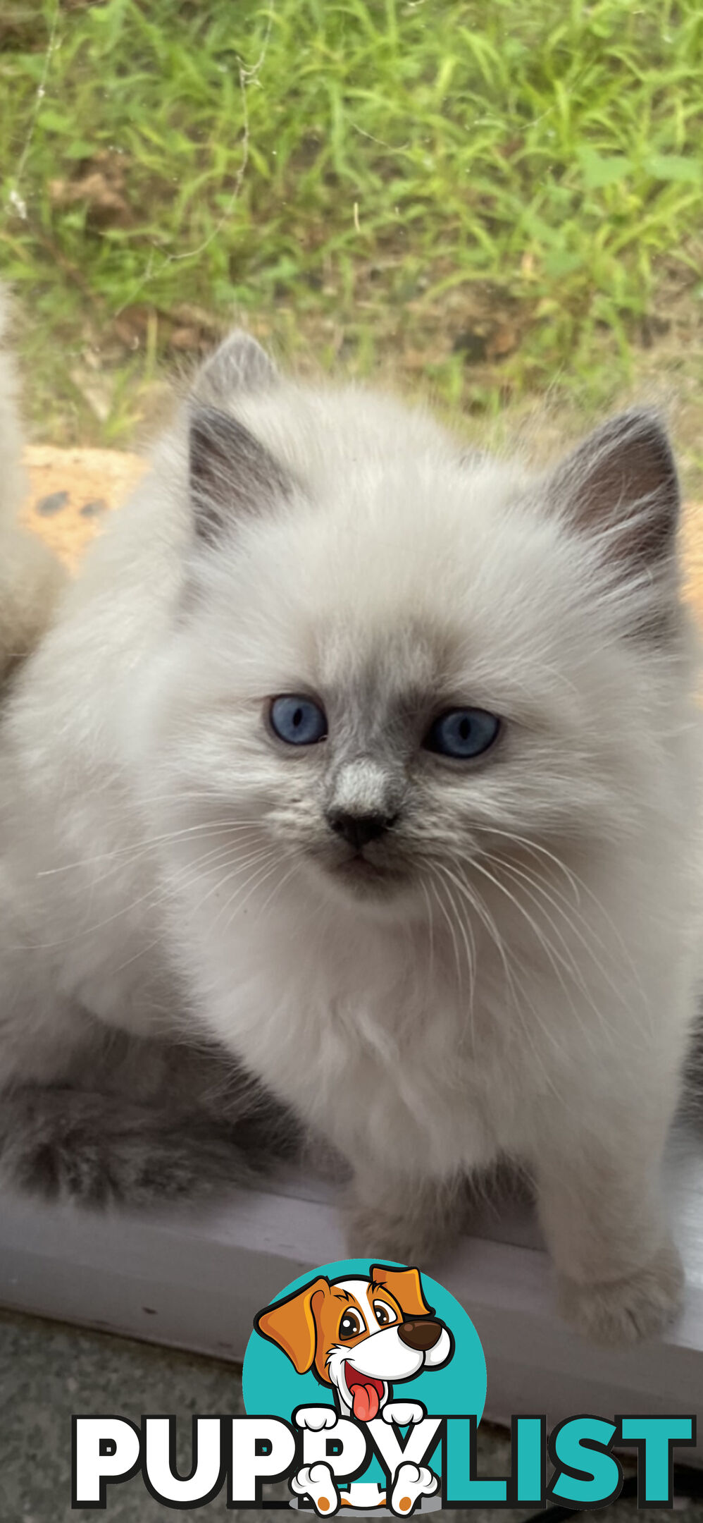 Ragdoll kittens (purebred)chocolate and bluepoint