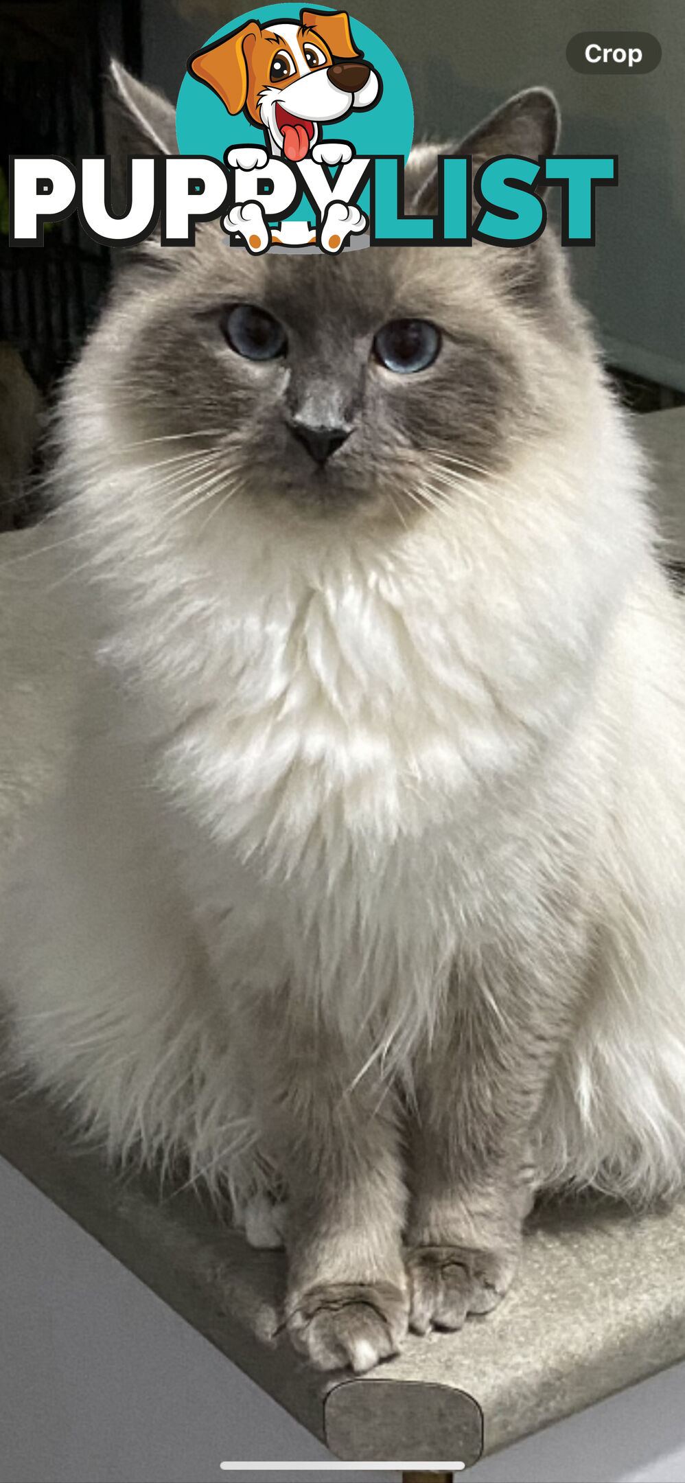 Ragdoll kittens (purebred)chocolate and bluepoint