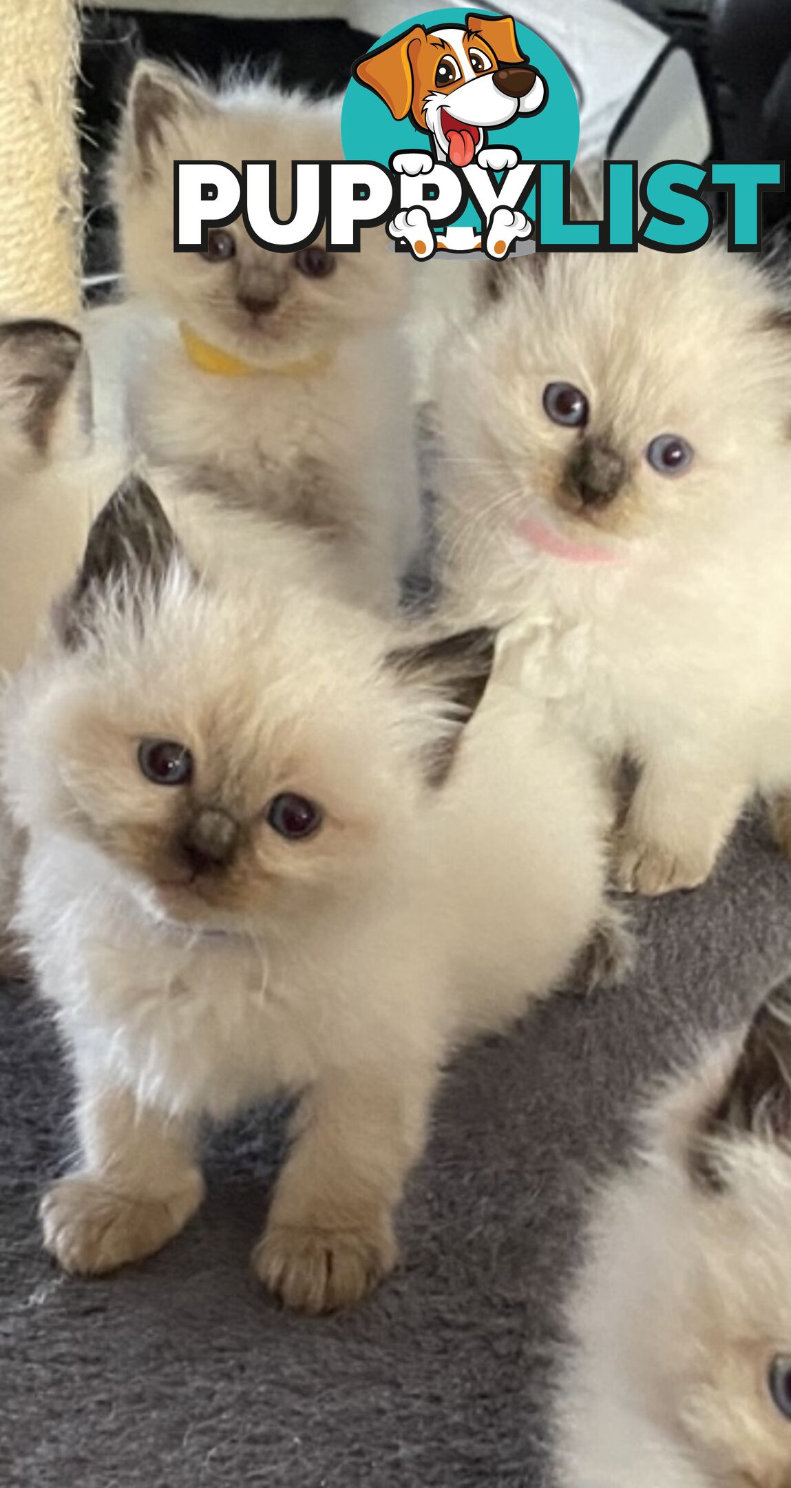 Ragdoll kittens (purebred)chocolate and bluepoint