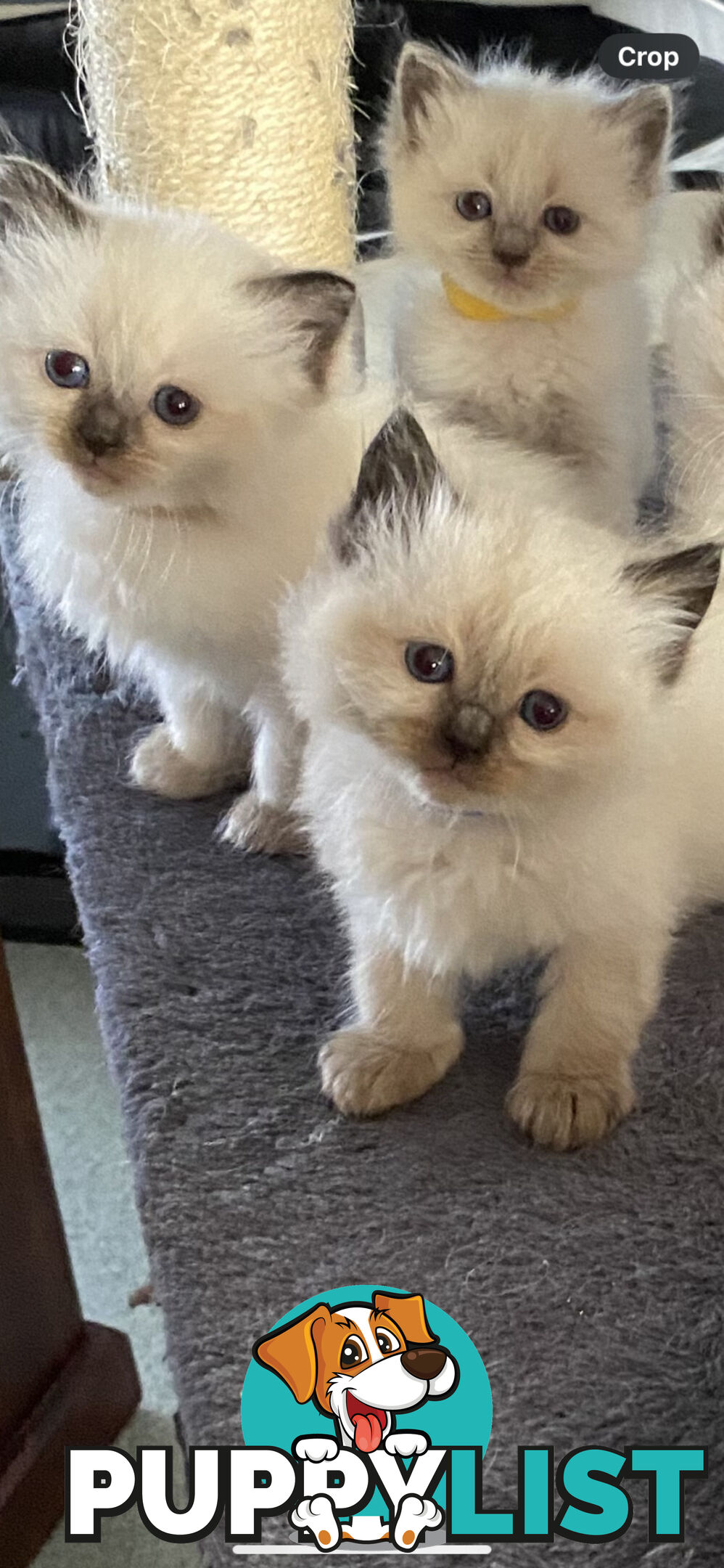 Ragdoll kittens (purebred)chocolate and bluepoint
