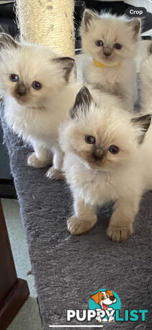 Ragdoll kittens (purebred)chocolate and bluepoint