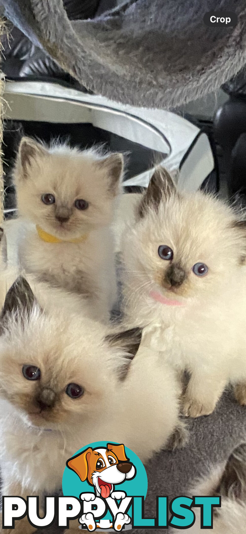Ragdoll kittens (purebred)chocolate and bluepoint