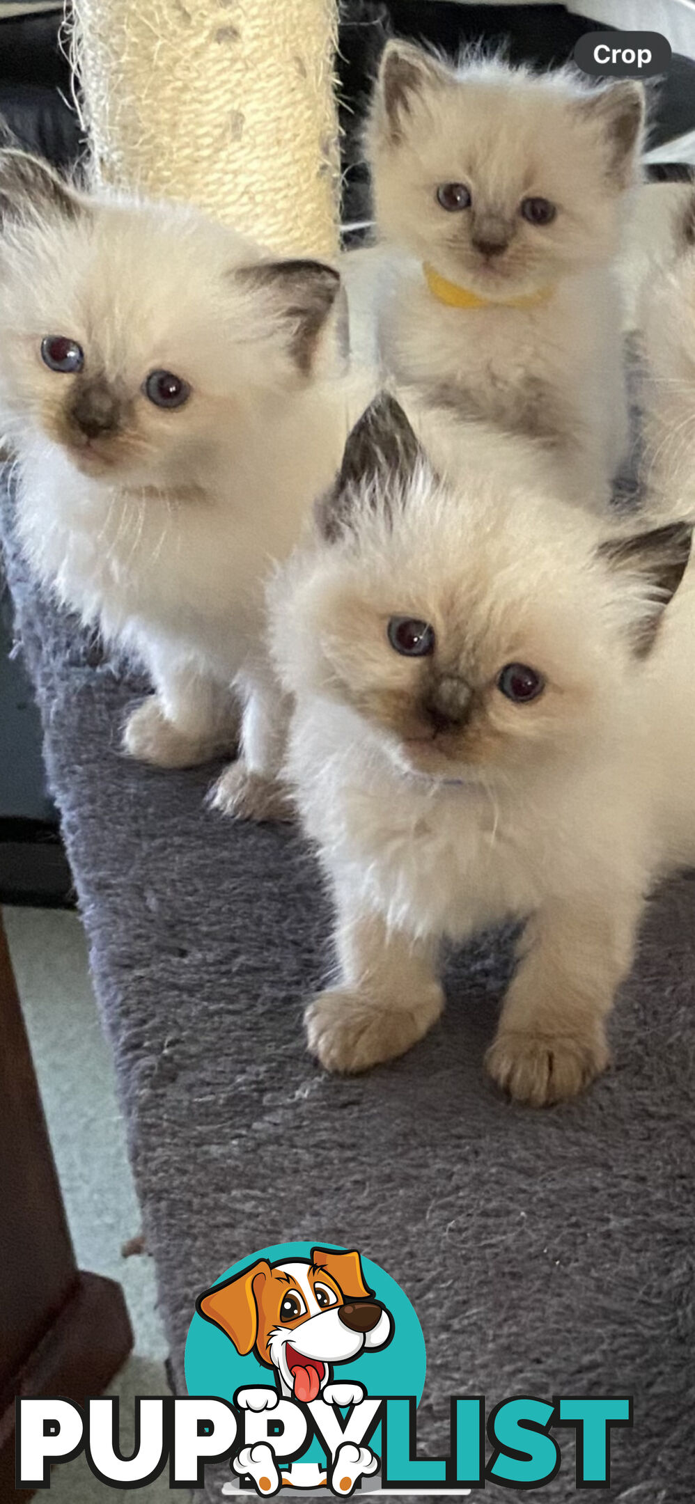 Ragdoll kittens (purebred)chocolate and bluepoint