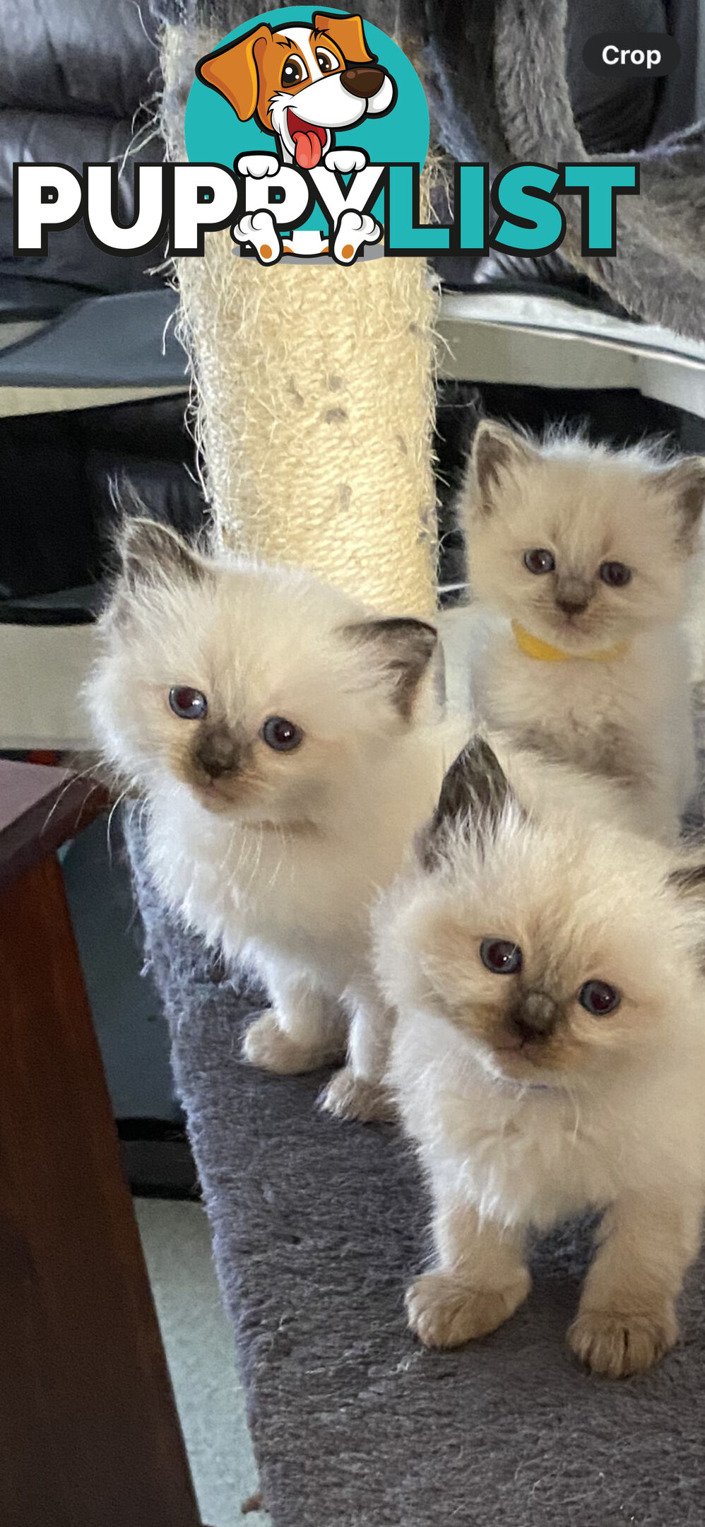 Ragdoll kittens (purebred)chocolate and bluepoint