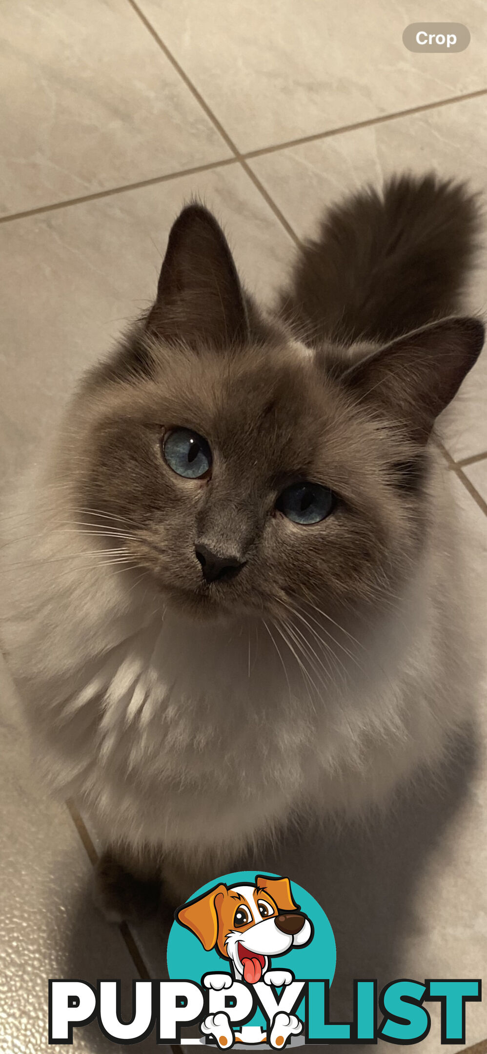Ragdoll kittens (purebred)chocolate and bluepoint
