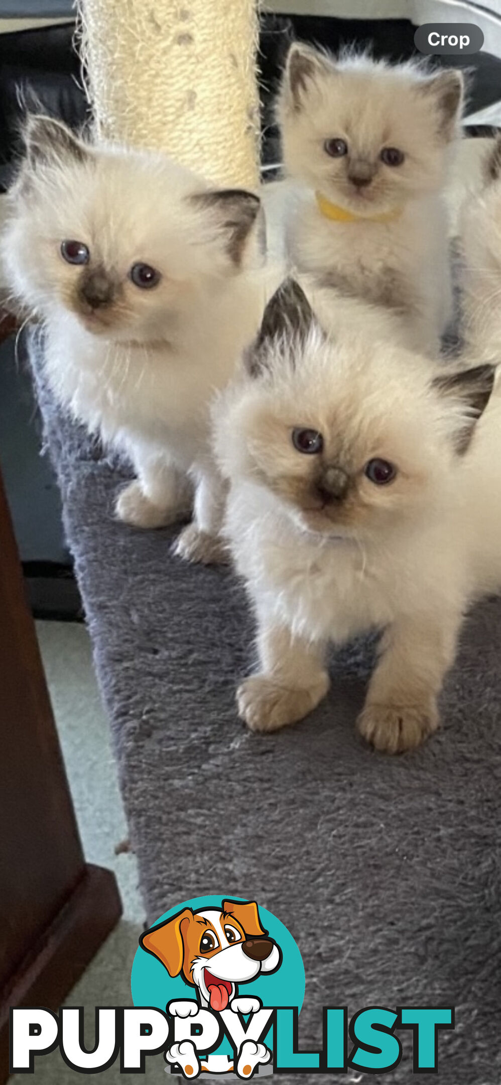 Ragdoll kittens (purebred)chocolate and bluepoint