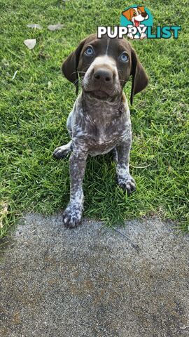 German Shorthaired Pointer Puppies