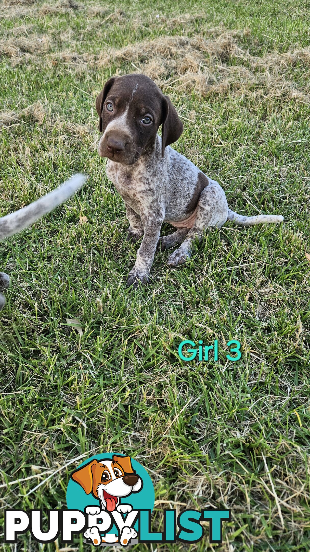 German Shorthaired Pointer Puppies