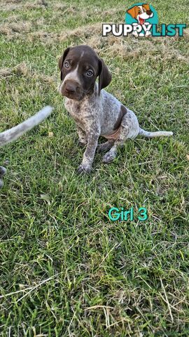 German Shorthaired Pointer Puppies