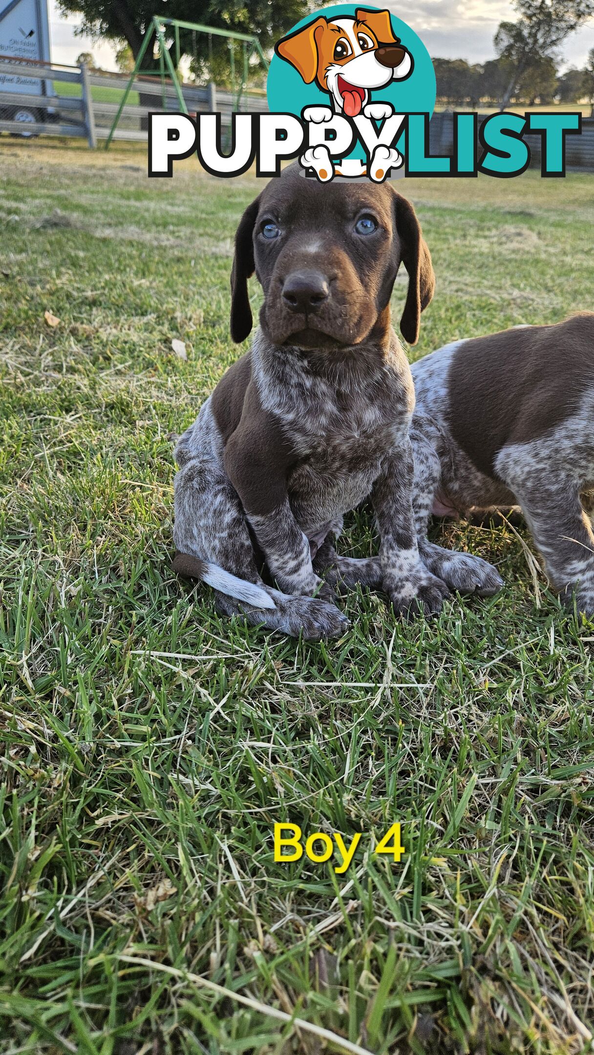 German Shorthaired Pointer Puppies