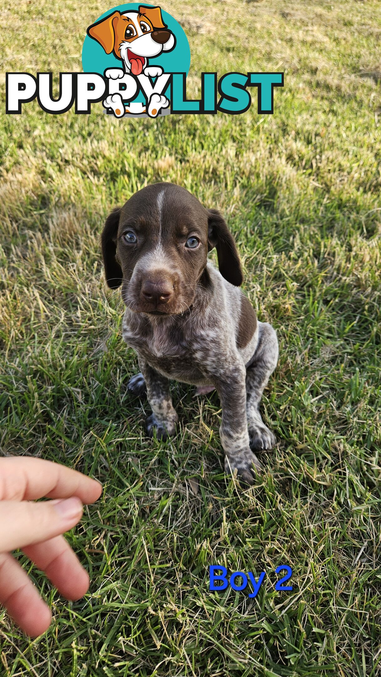 German Shorthaired Pointer Puppies