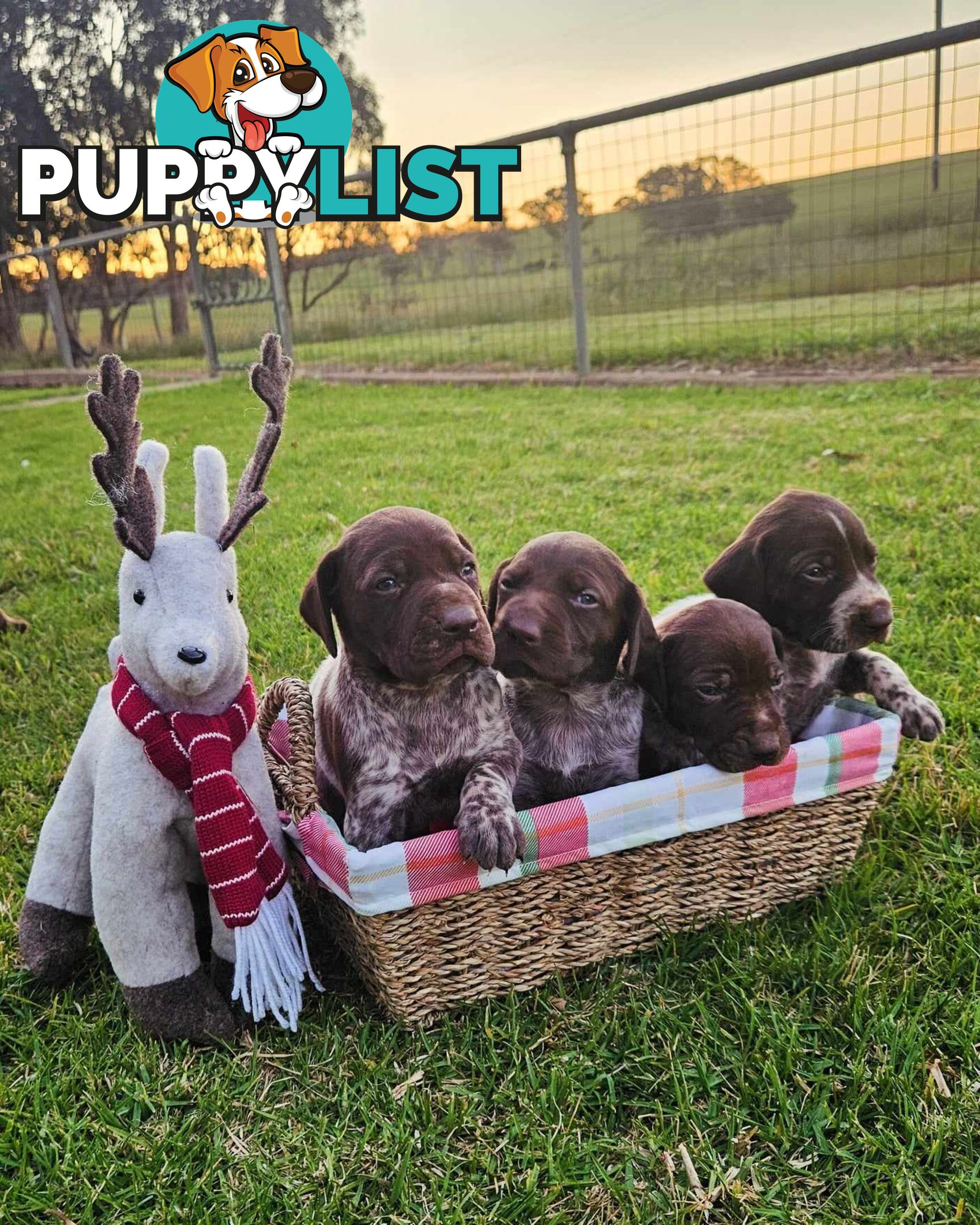 German Shorthaired Pointer Puppies