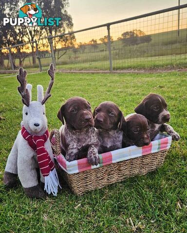 German Shorthaired Pointer Puppies