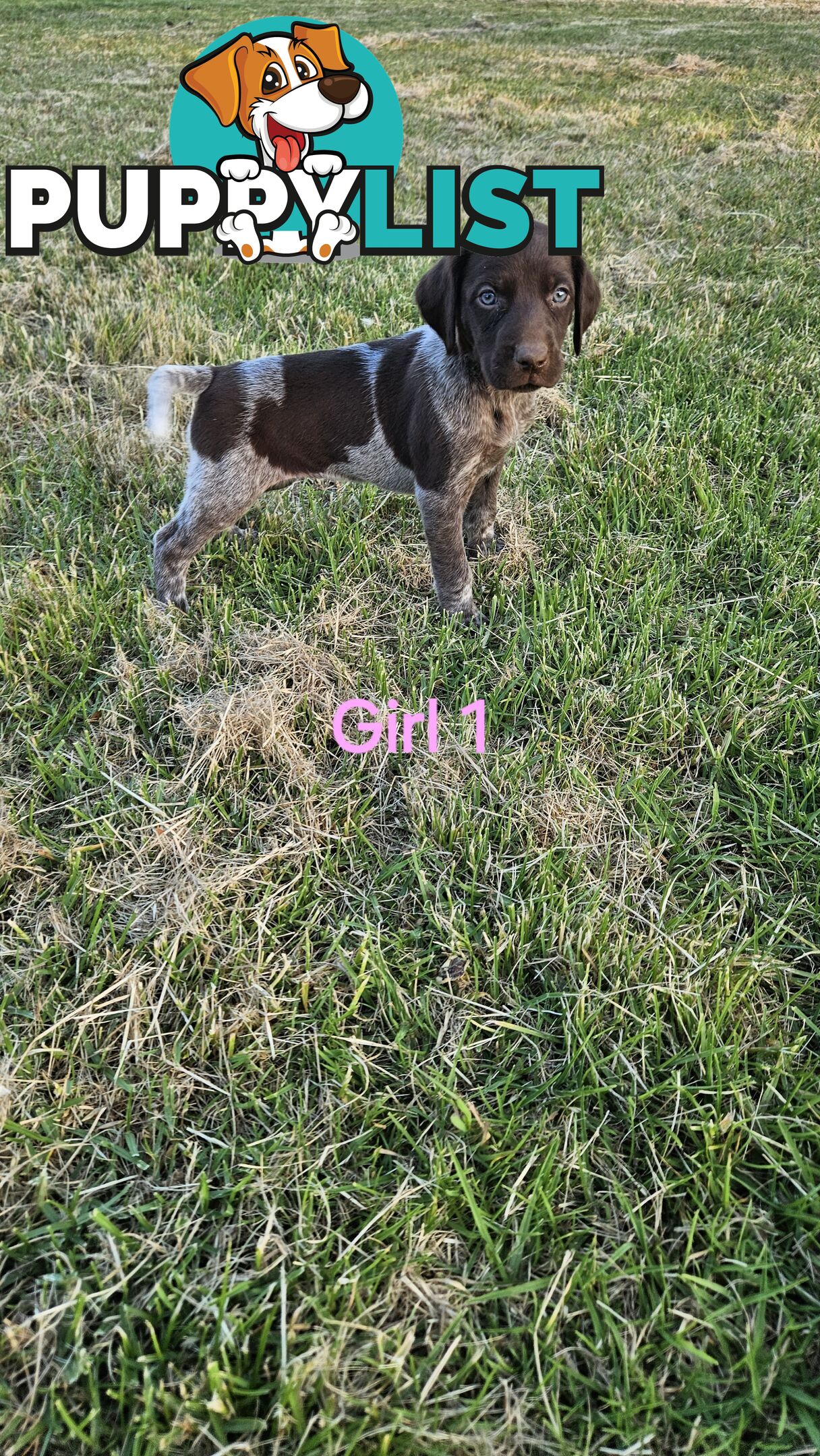 German Shorthaired Pointer Puppies