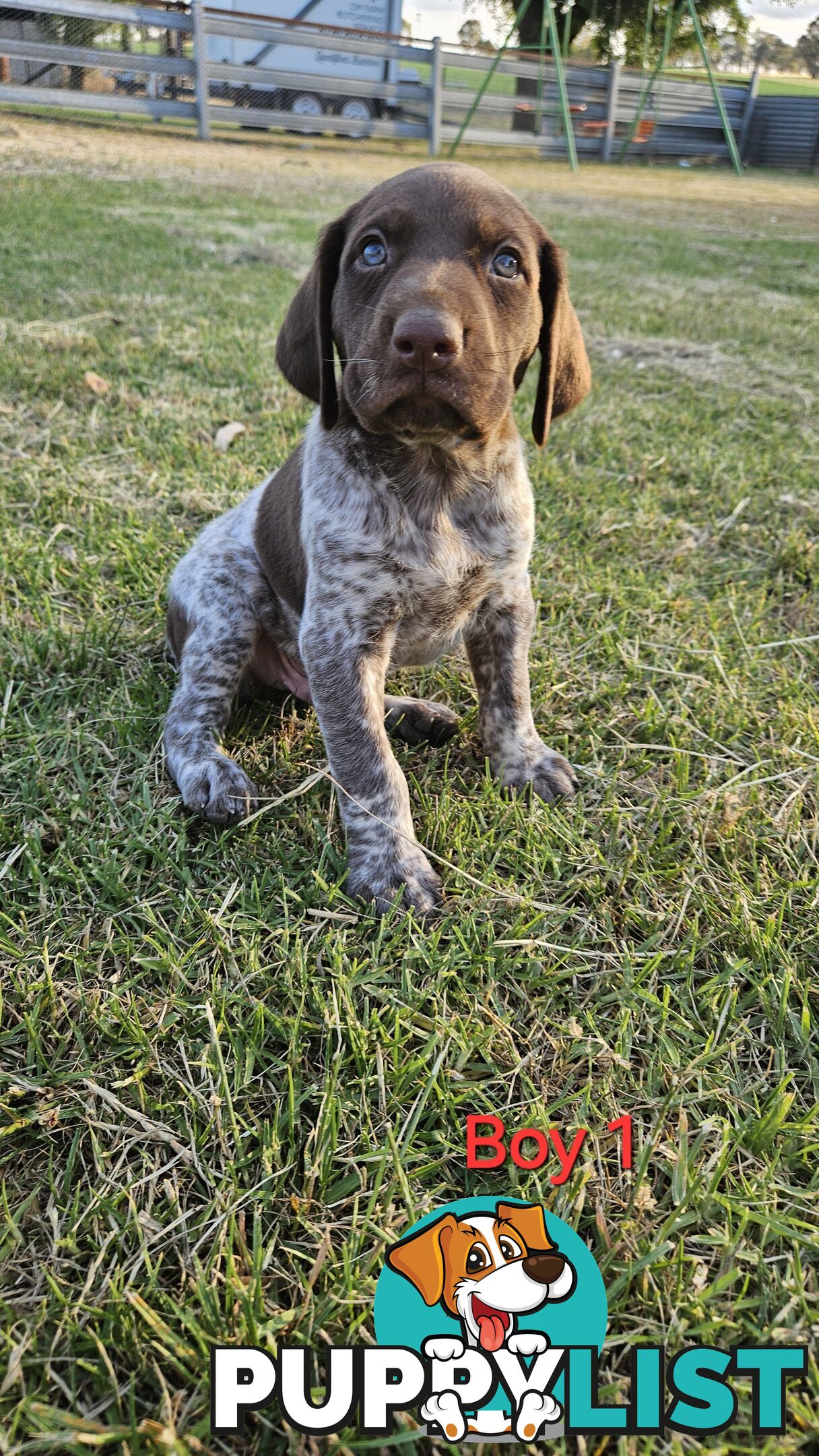 German Shorthaired Pointer Puppies