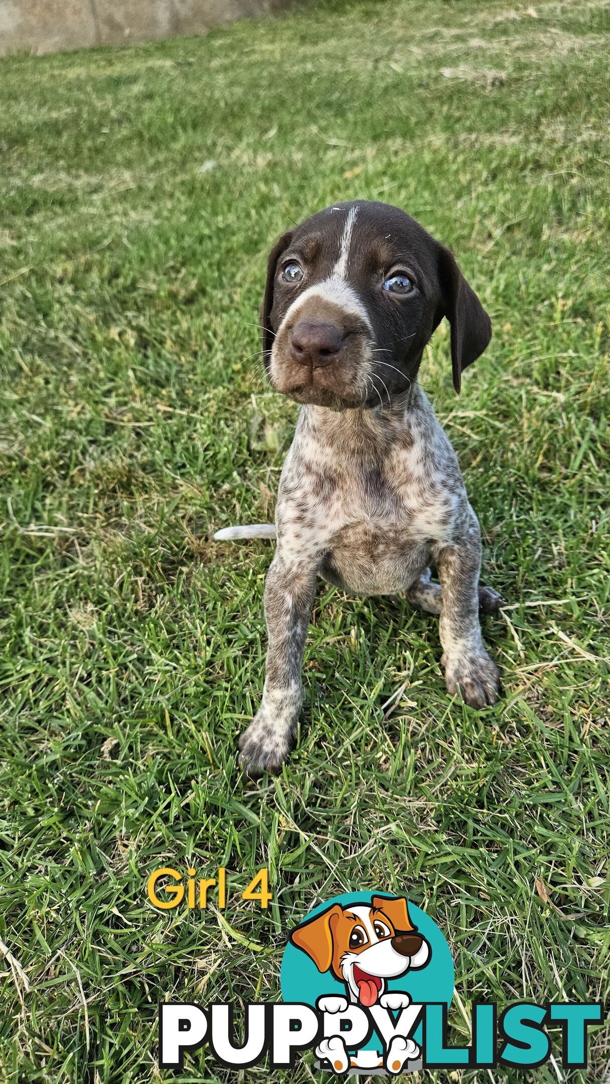 German Shorthaired Pointer Puppies