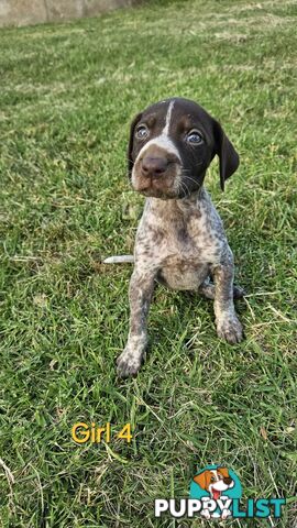 German Shorthaired Pointer Puppies