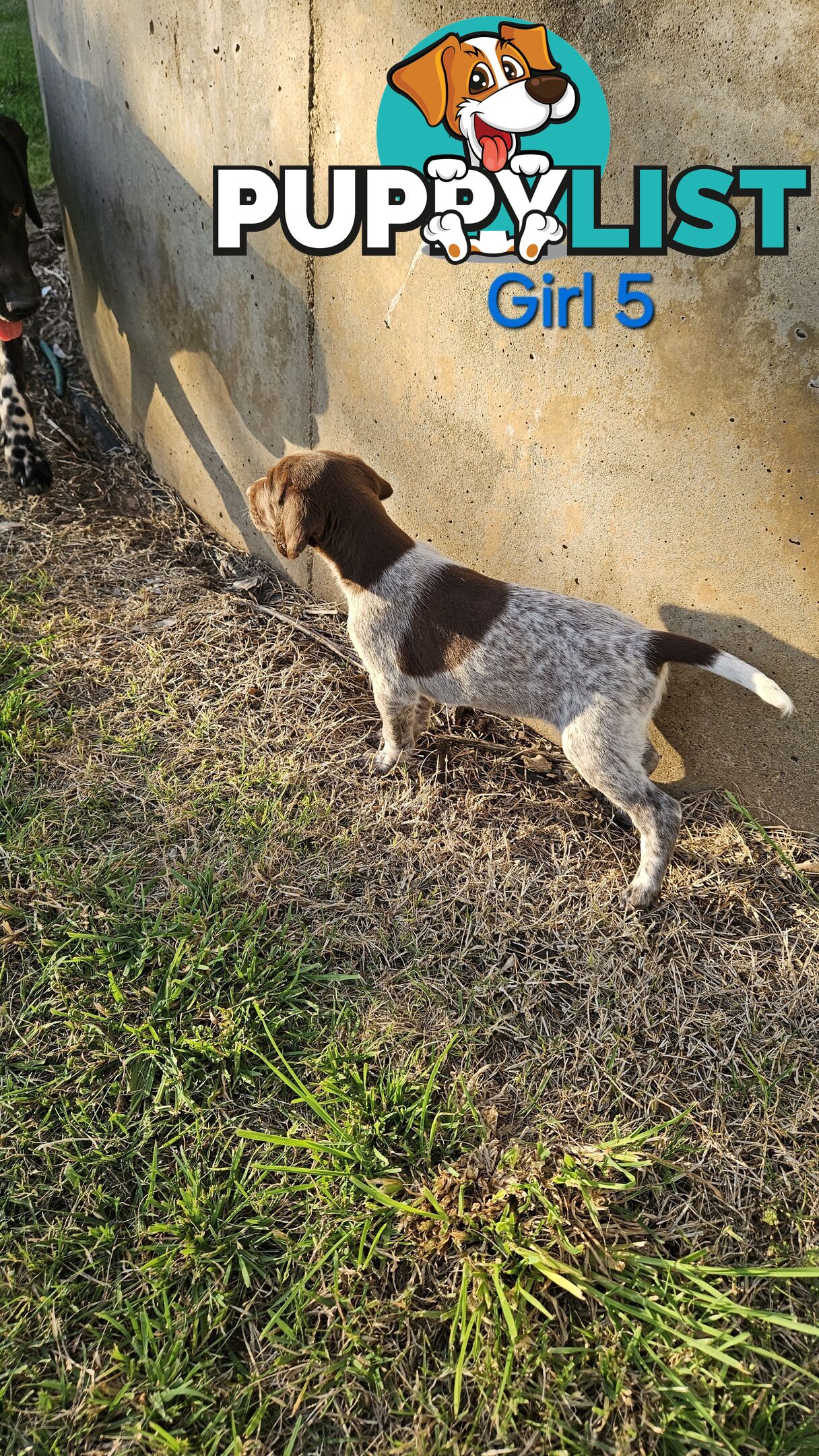 German Shorthaired Pointer Puppies