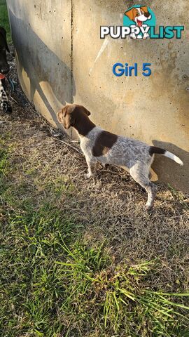 German Shorthaired Pointer Puppies