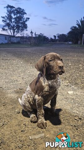 German Shorthaired Pointer Puppies