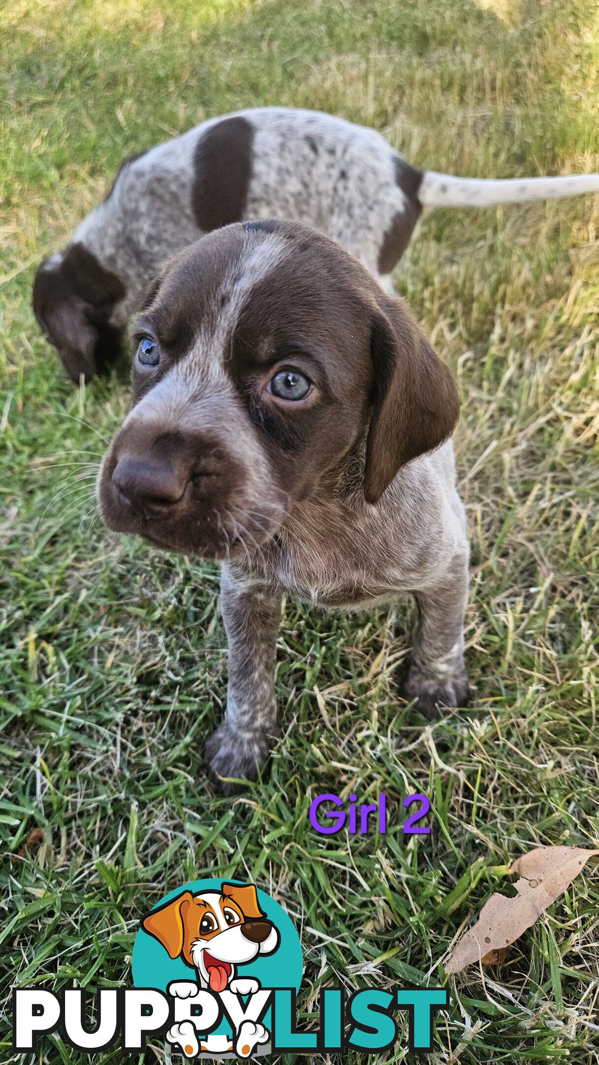 German Shorthaired Pointer Puppies