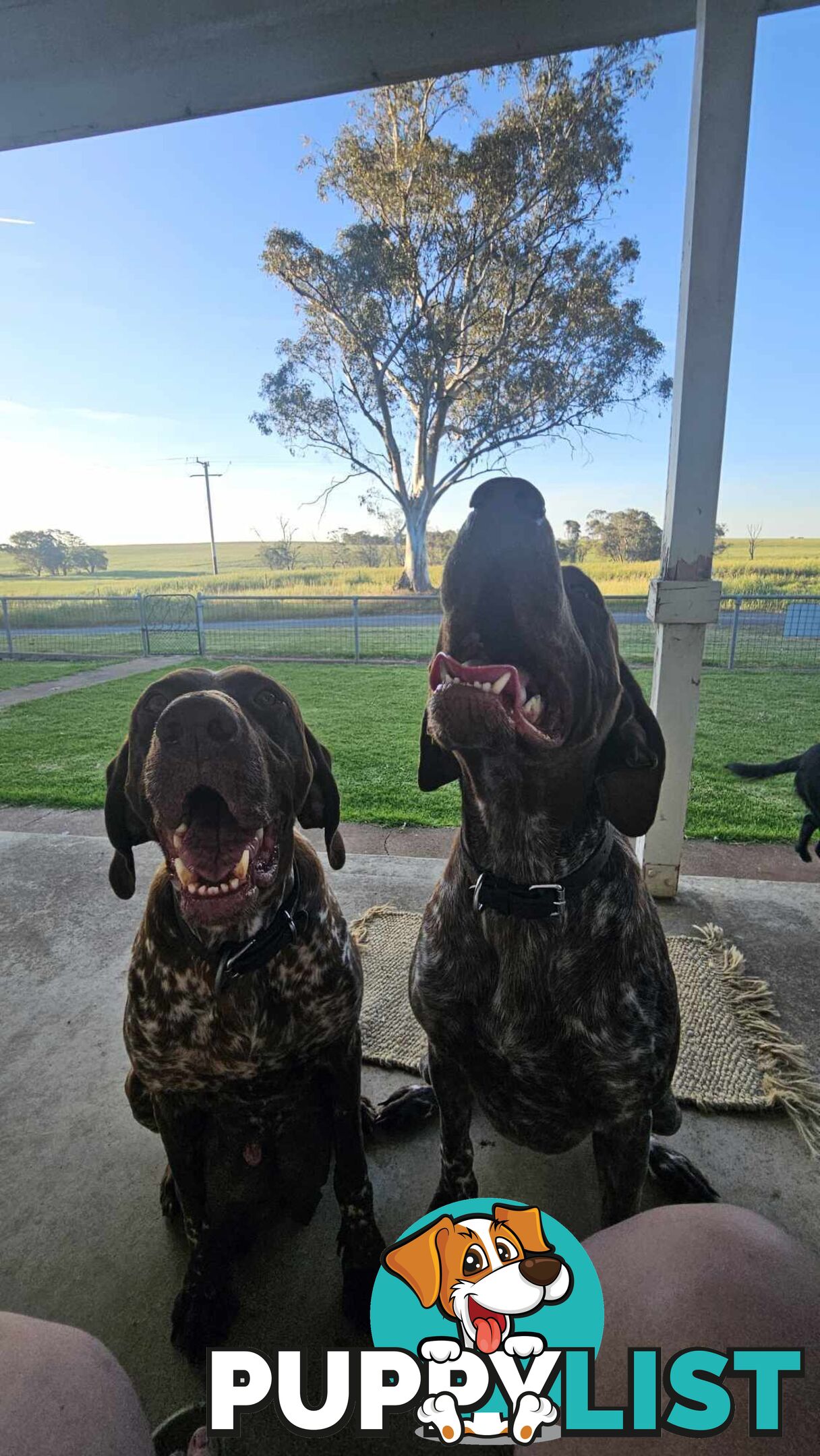 German Shorthaired Pointer Puppies