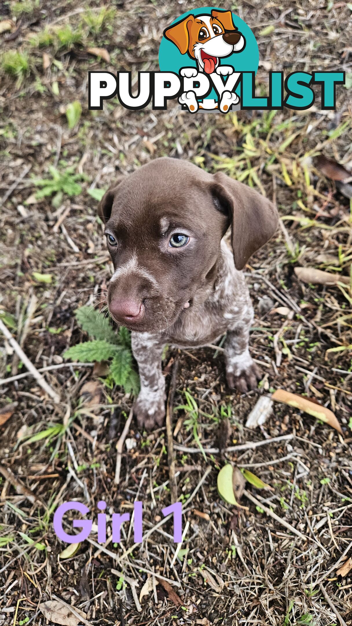 German Shorthaired Pointer Puppies