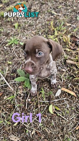 German Shorthaired Pointer Puppies