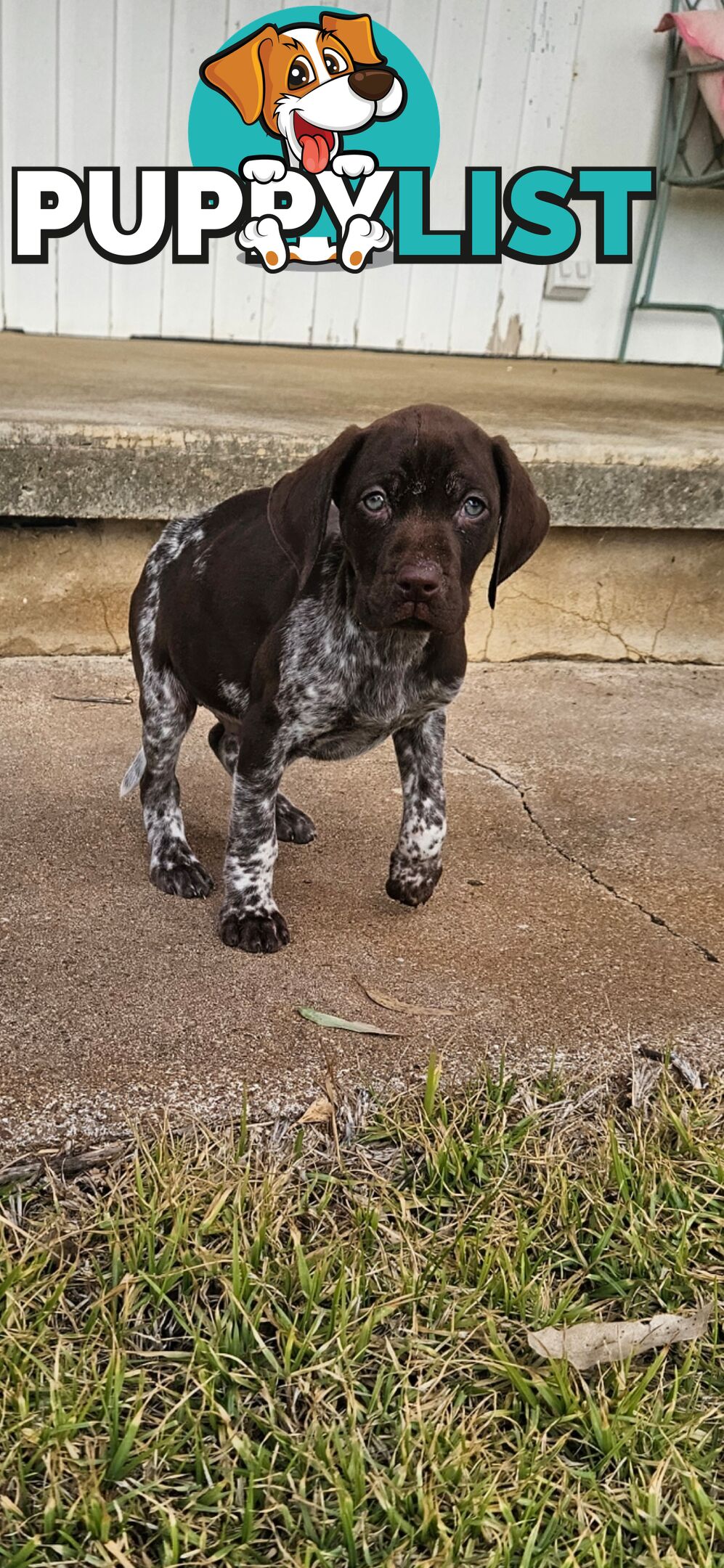 German Shorthaired Pointer Puppies