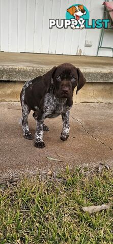 German Shorthaired Pointer Puppies