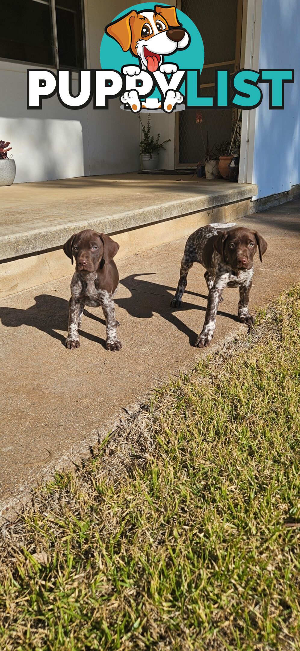 German Shorthaired Pointer Puppies