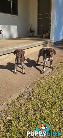 German Shorthaired Pointer Puppies
