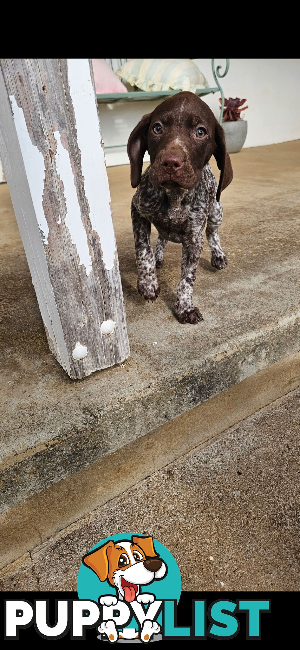 German Shorthaired Pointer Puppies