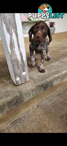 German Shorthaired Pointer Puppies