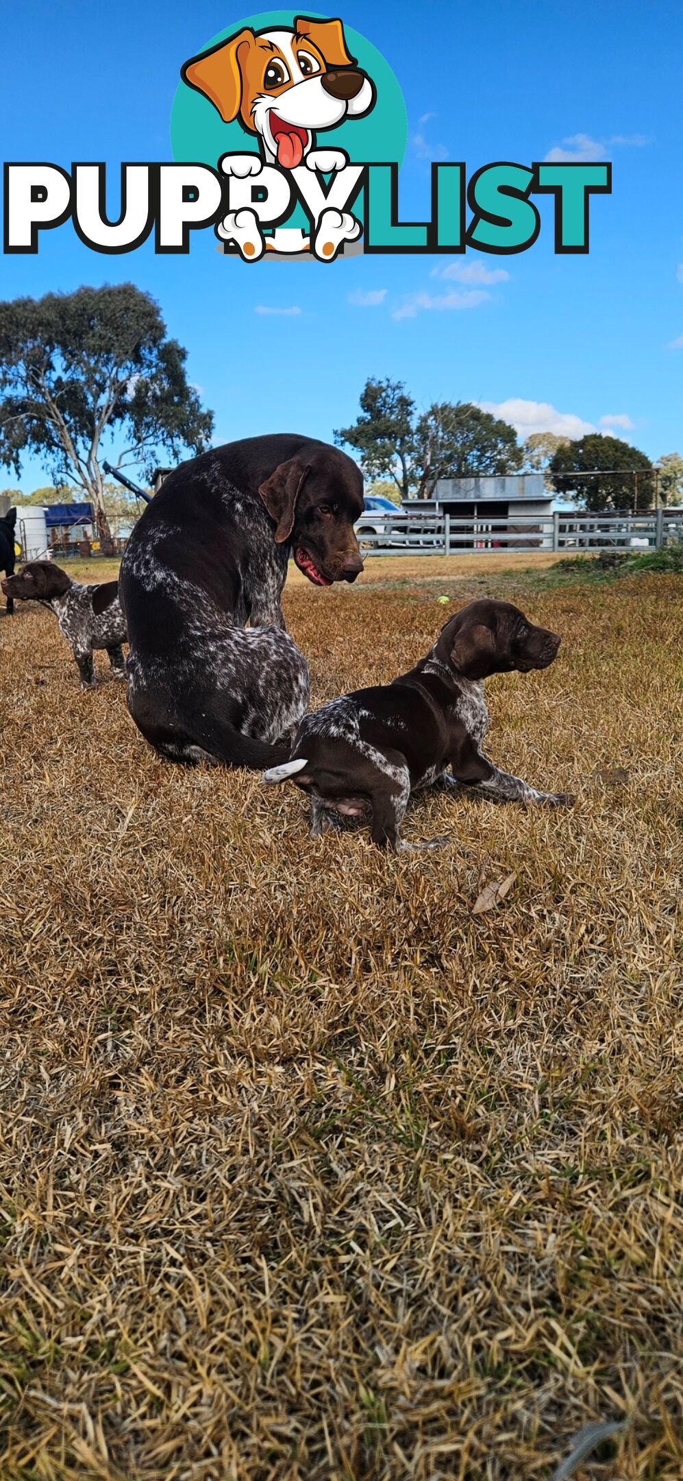 German Shorthaired Pointer Puppies