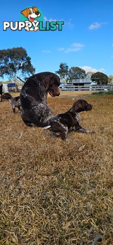 German Shorthaired Pointer Puppies