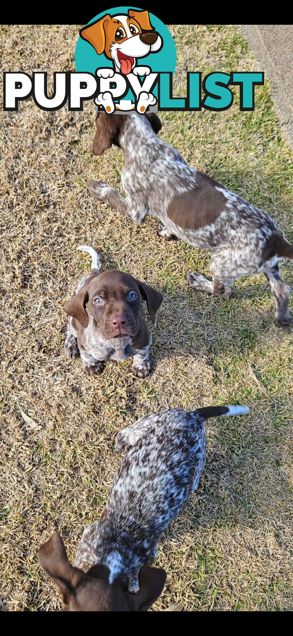 German Shorthaired Pointer Puppies