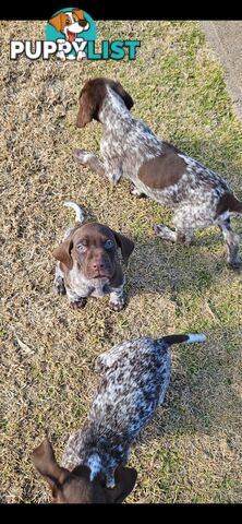 German Shorthaired Pointer Puppies