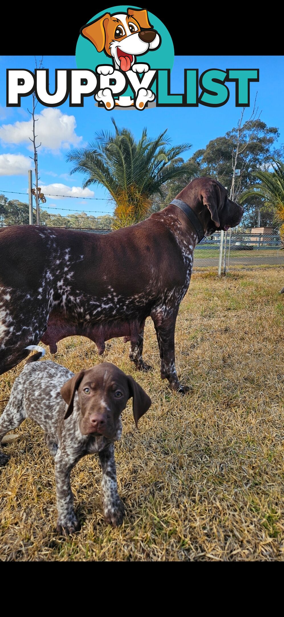 German Shorthaired Pointer Puppies