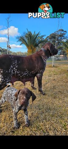 German Shorthaired Pointer Puppies