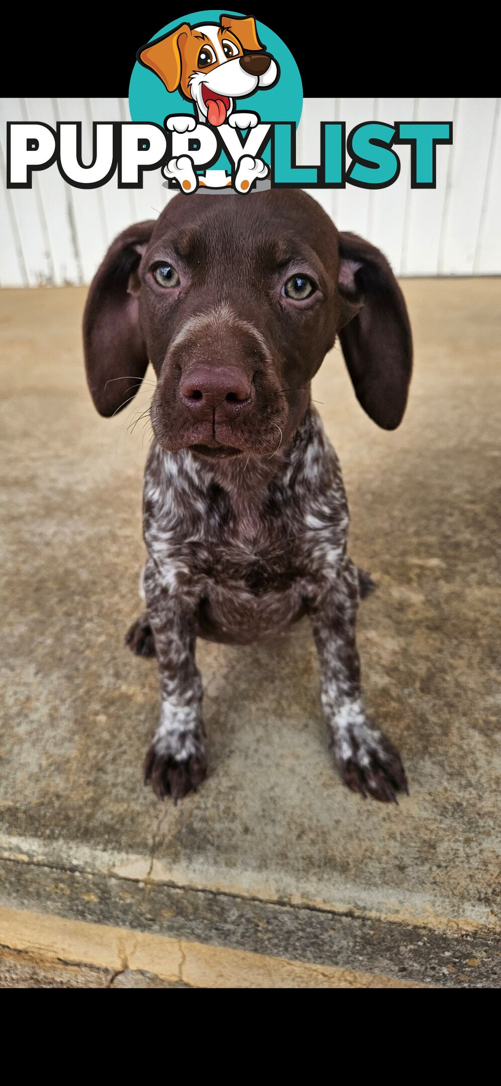 German Shorthaired Pointer Puppies
