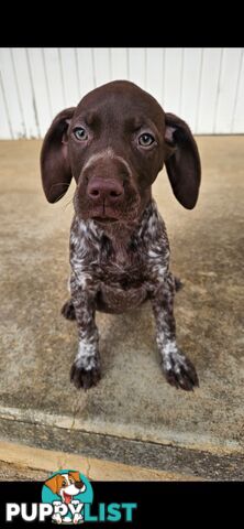 German Shorthaired Pointer Puppies