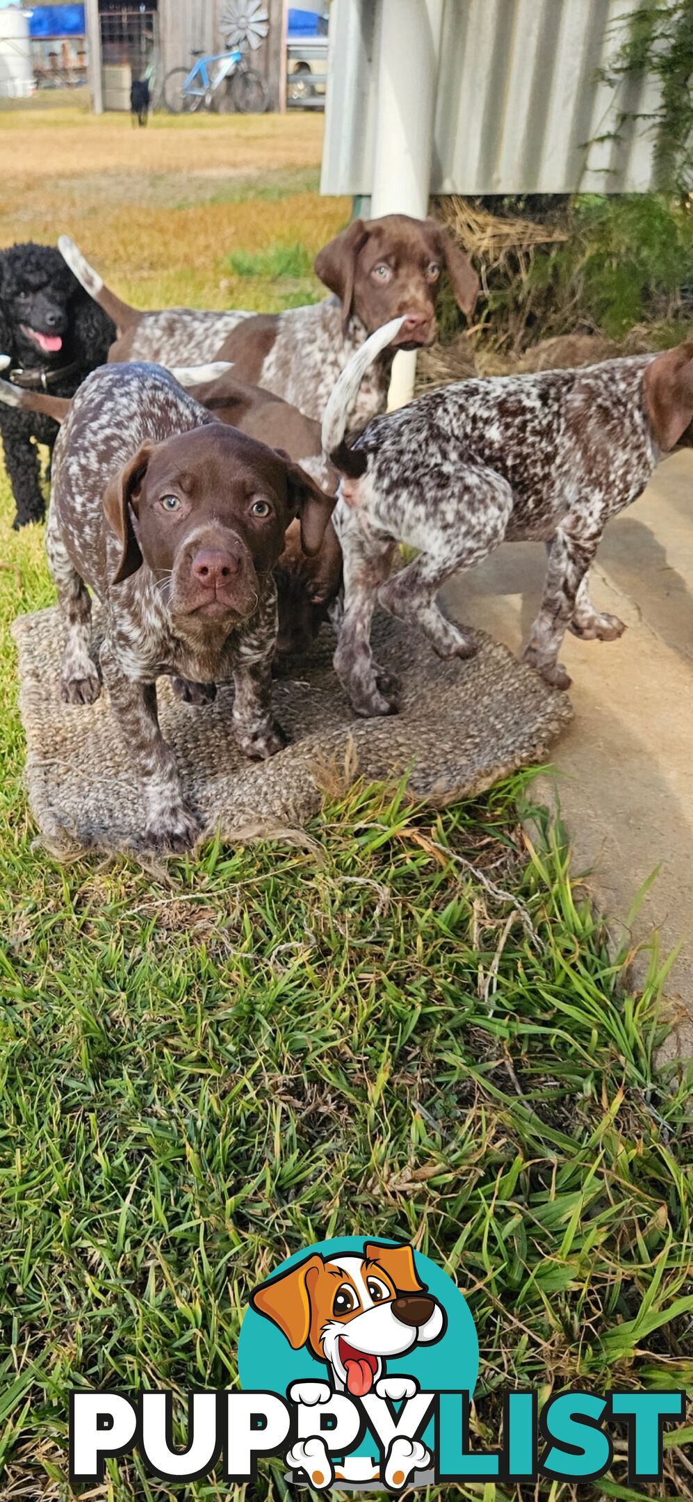 German Shorthaired Pointer Puppies