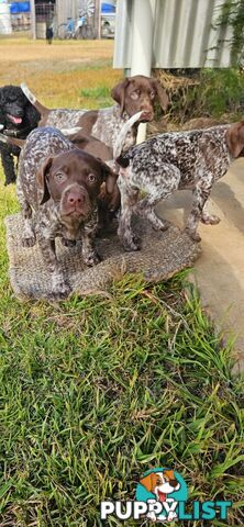 German Shorthaired Pointer Puppies