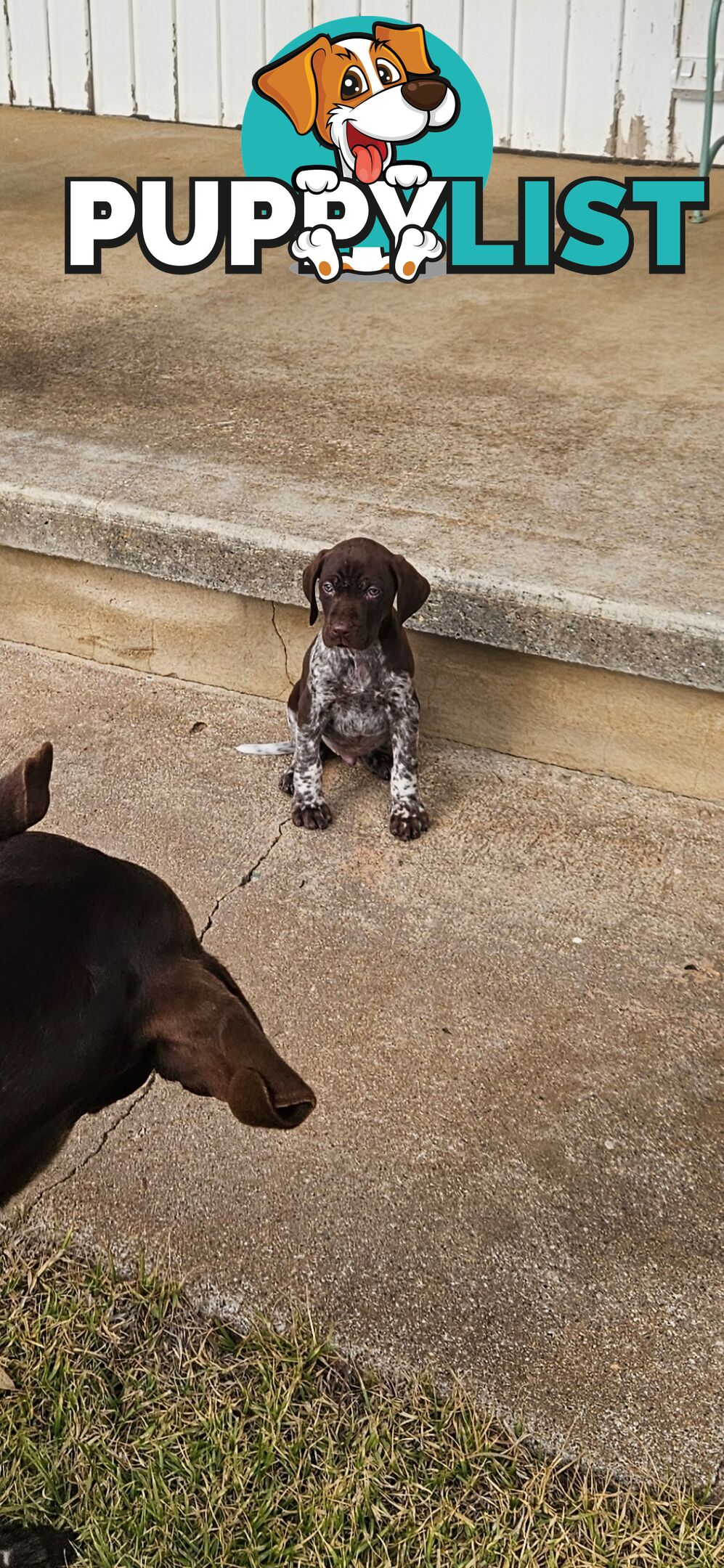 German Shorthaired Pointer Puppies