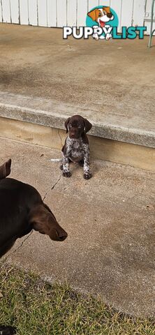 German Shorthaired Pointer Puppies