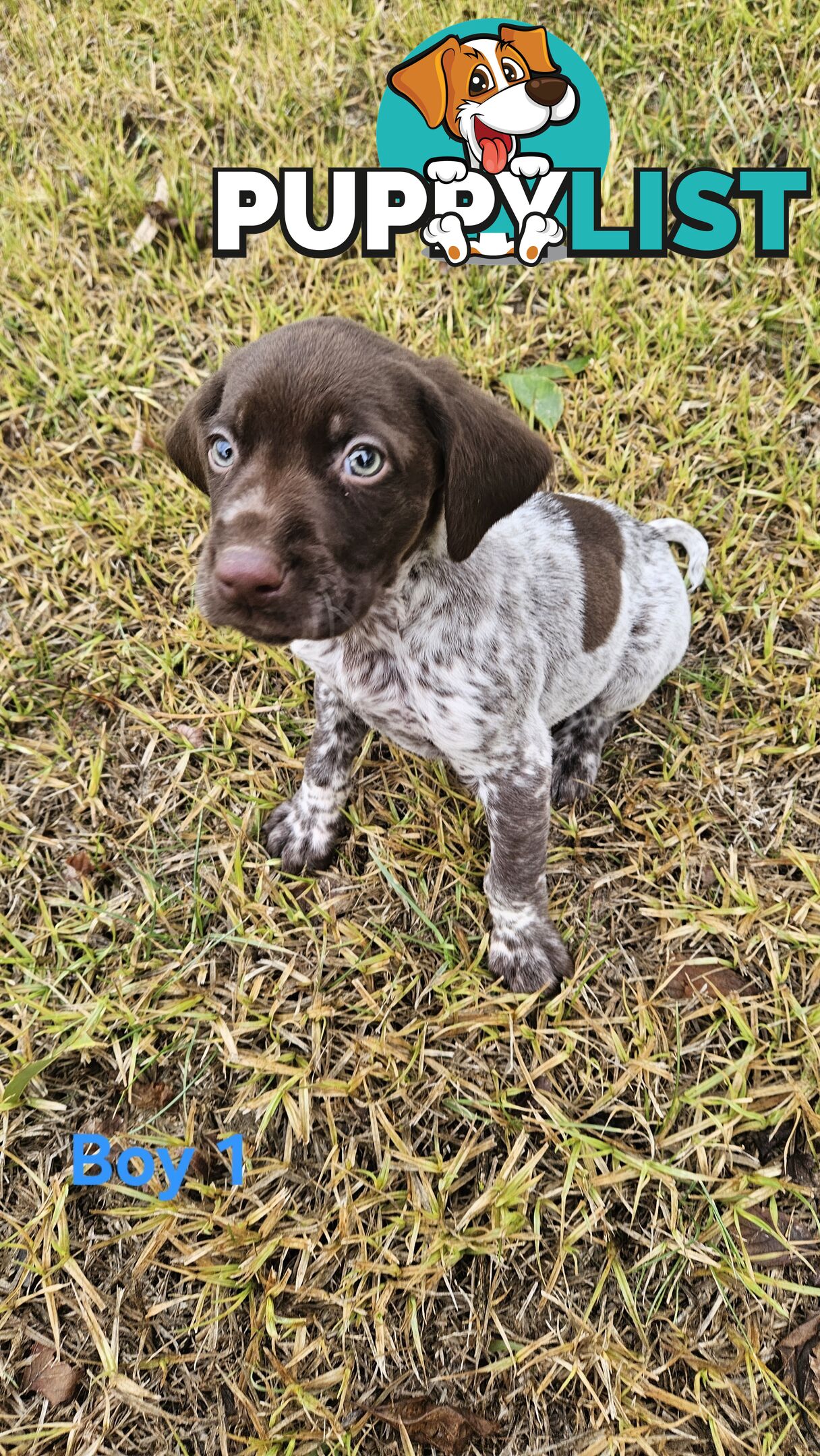 German Shorthaired Pointer Puppies