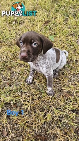 German Shorthaired Pointer Puppies