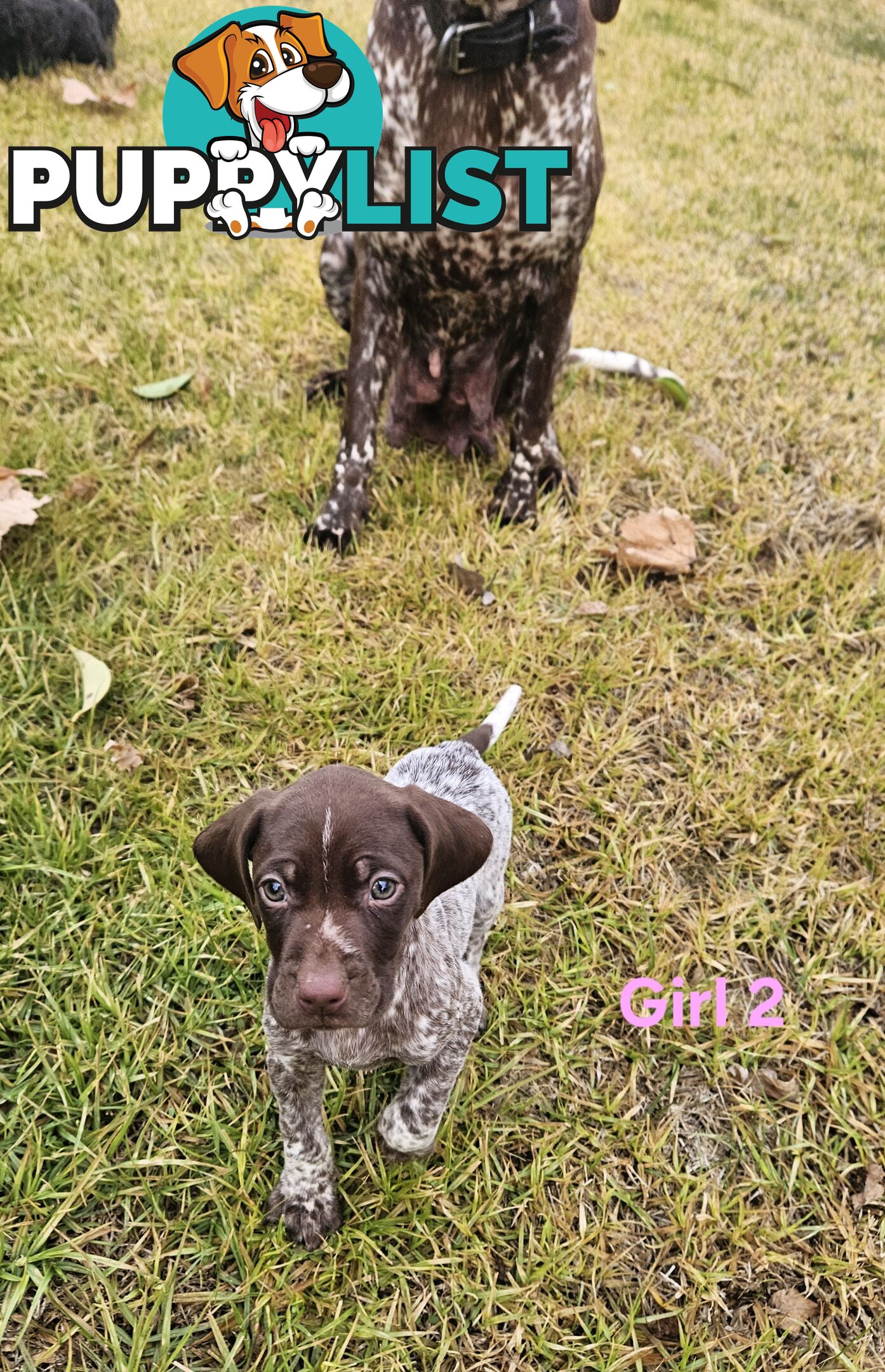 German Shorthaired Pointer Puppies