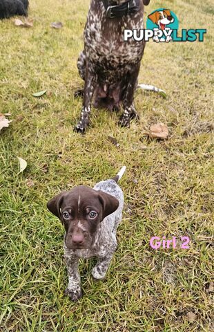 German Shorthaired Pointer Puppies